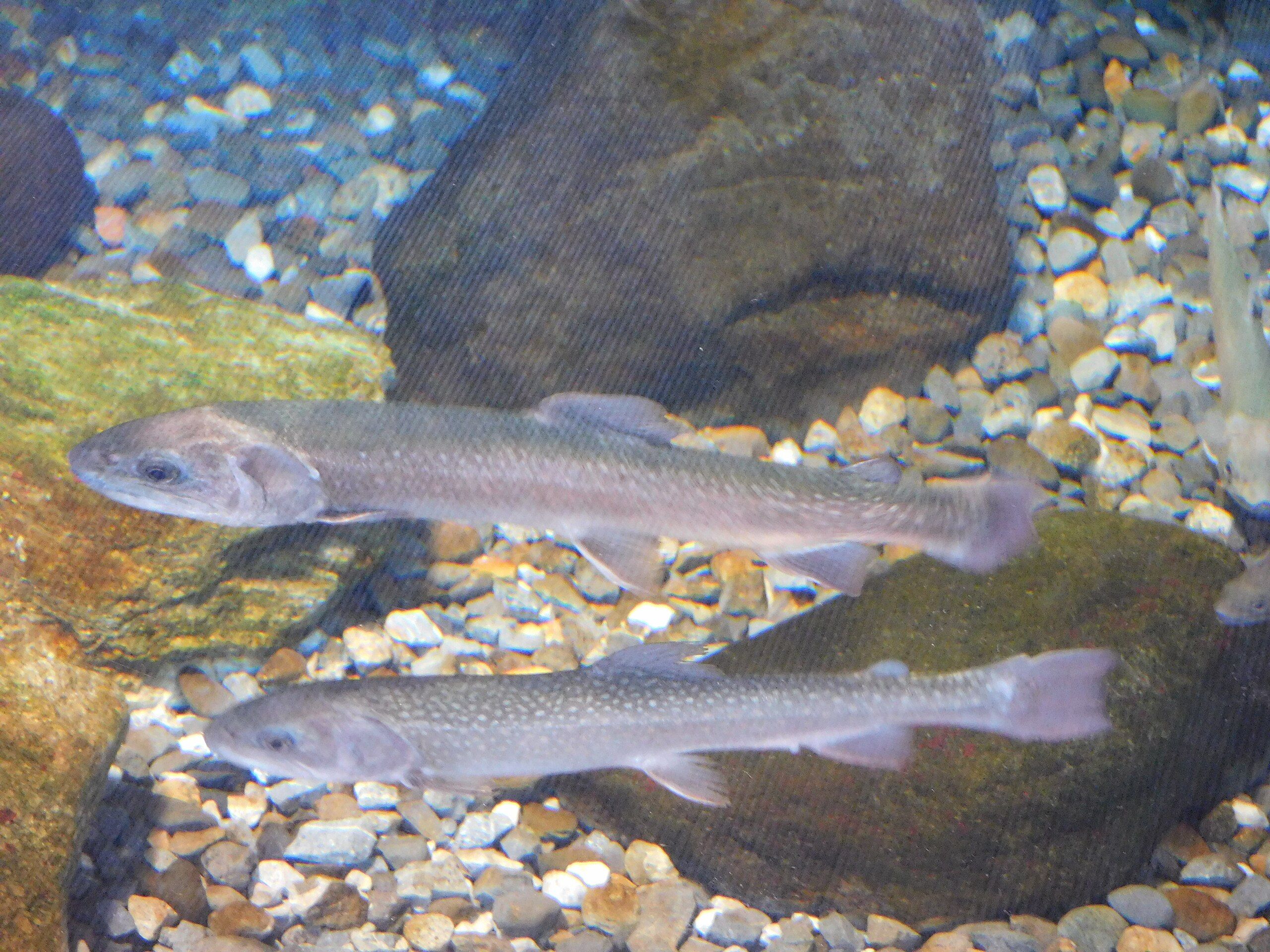 🐠 나카가와 물놀이 공원(나카가와 스이유엔) 이미지 12